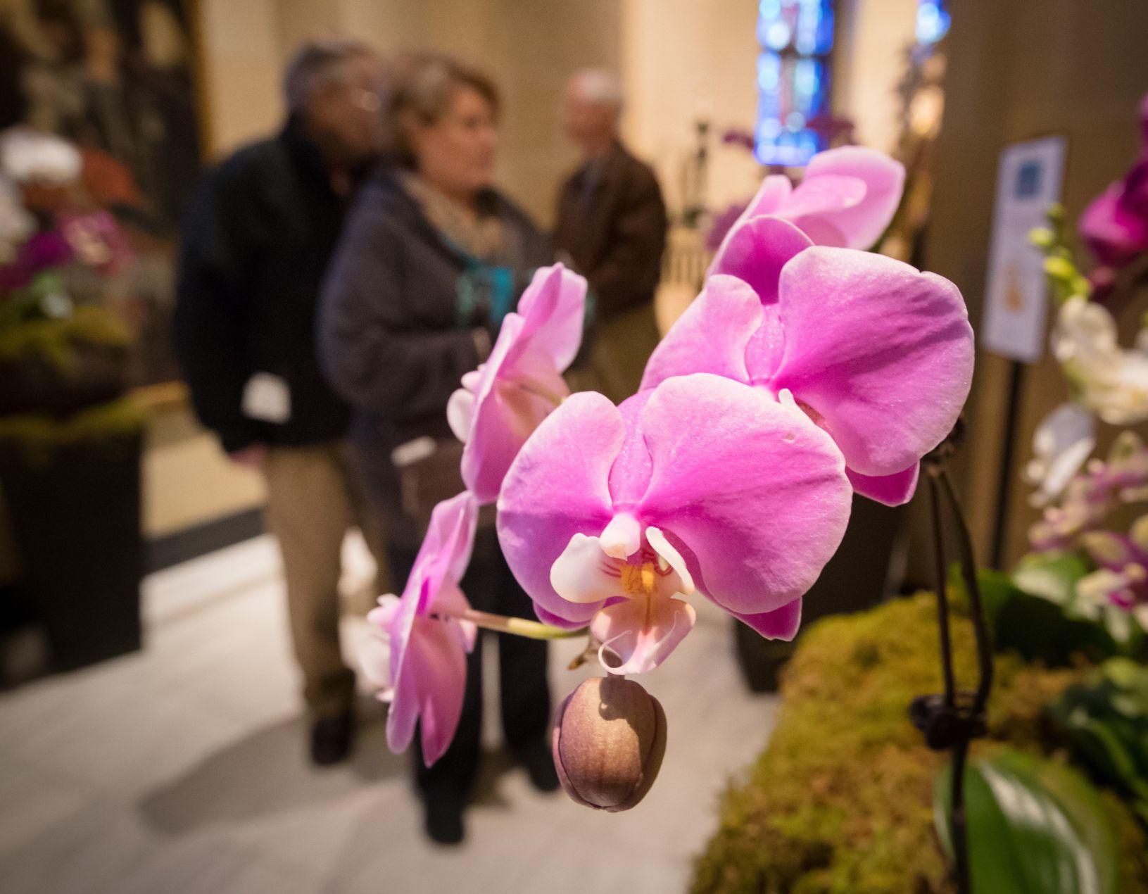 Cathedral Flower Festival